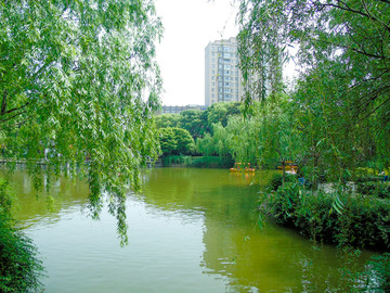 上海古桦公园杨柳湖面摄影图