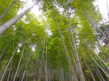 磐安大峡谷竹林风光