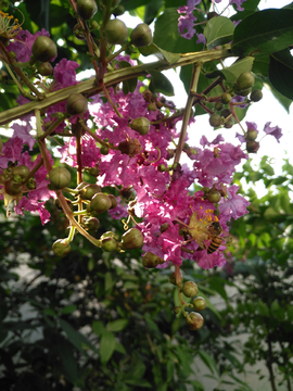 紫薇花