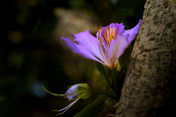 紫荆花