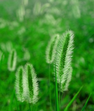 狗尾巴草