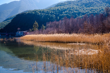 泸沽湖芦苇荡