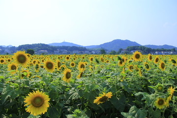 百亩向日葵花海