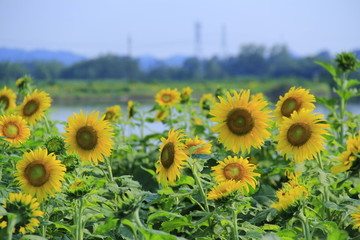 百亩向日葵花海