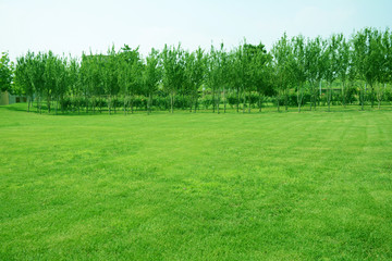 绿树草地