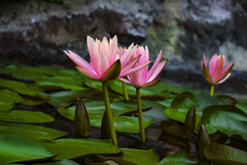 红荷花特写