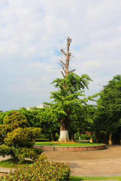 银杏树