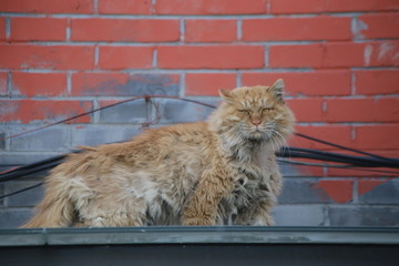 屋顶霸气流浪猫