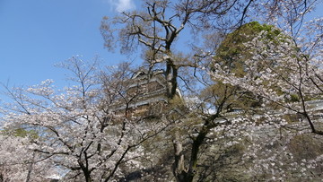 熊本樱花