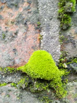 长满青苔的砖墙