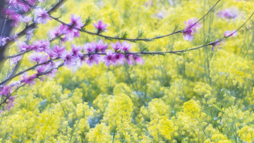 桃花油菜花装饰画