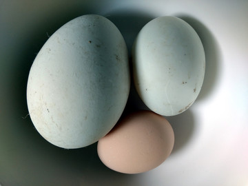 三只蛋