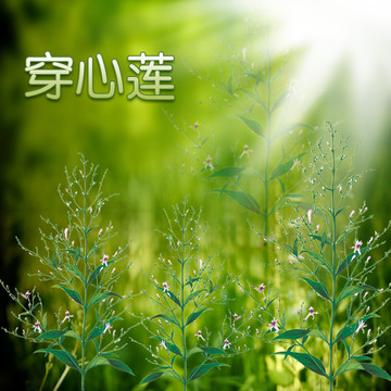 穿心蓮