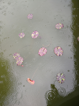 雨中的荷叶