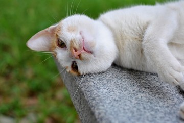 小貓
