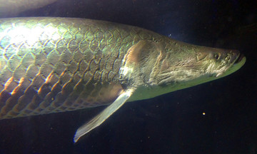 海底世界 巨巴西骨舌鱼