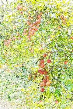 荔枝 插圖 裝飾畫