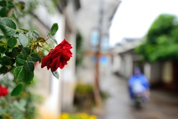 烟雨朦胧