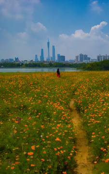 海珠湖波斯菊