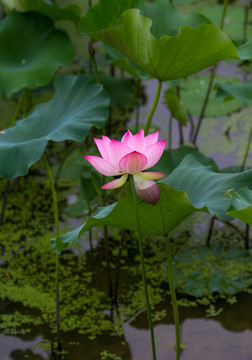 荷花 莲花