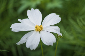 格桑花