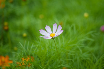 格桑花