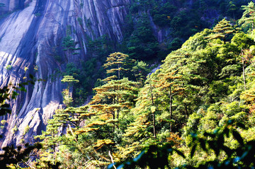 黃山奇松