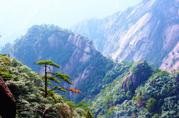 黃山奇松