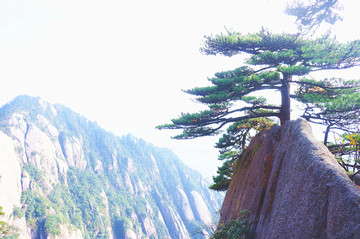 黃山奇松