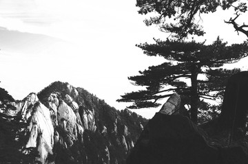 黃山奇松