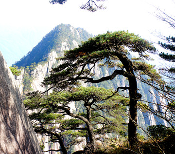 黃山奇松
