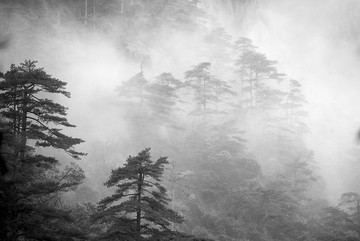 黄山黑白水墨奇松云海