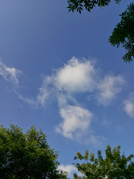 蓝天白云和树