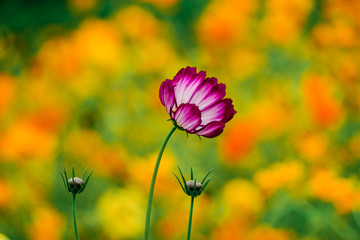 波斯菊