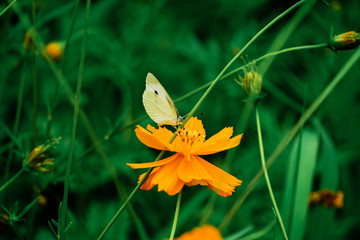 蝴蝶黄花