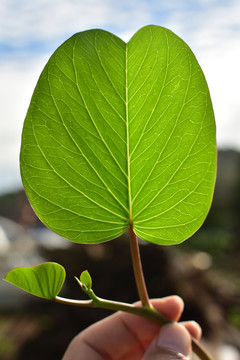 树植物叶子09