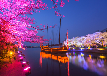 无锡鼋头渚樱花夜景