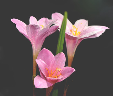 粉红花特写