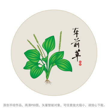 車(chē)前草