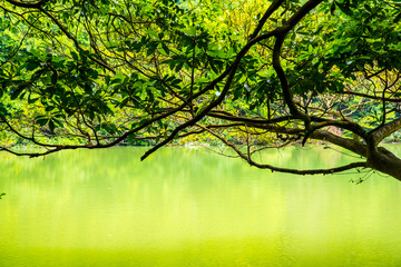 水上森林