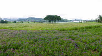 花田花海