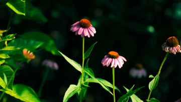 黑色背景的松果菊