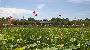 荷花池