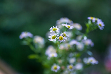 野菊花