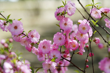 桃花特写