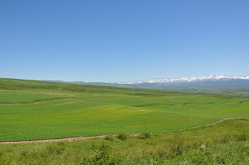 高山农田