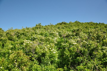 野花