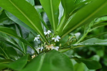 树植物叶子小白花