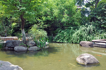 池塘绿树