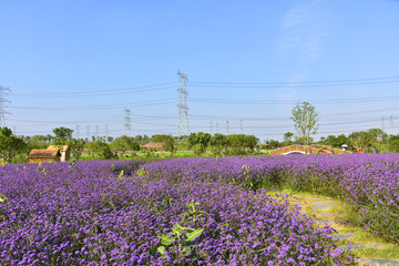 马鞭草花海